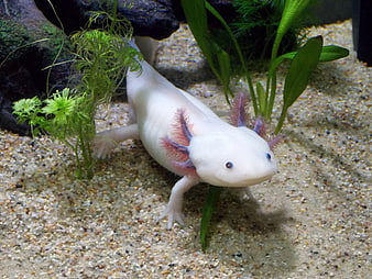 White Axolotl Swimming in Aquarium with Green Plants