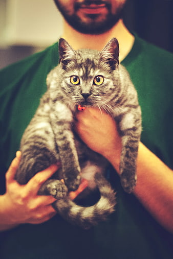 Man holding cute gray tabby cat with yellow eyes