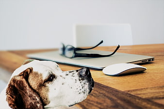 Spotted dog resting head on desk with laptop and glasses