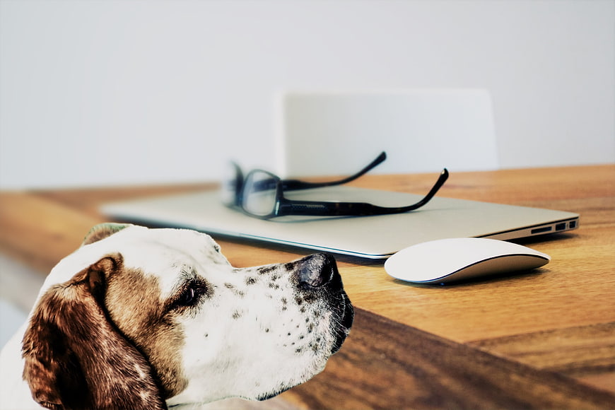 Spotted dog resting head on desk with laptop and glasses