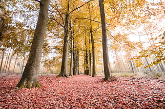 Autumn forest path with red leaves and tall trees