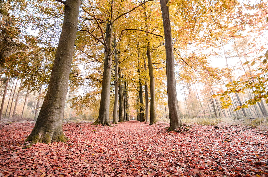 Autumn forest path with red leaves and tall trees