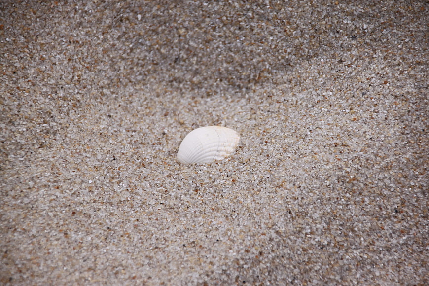 White seashell resting on textured sand beach background