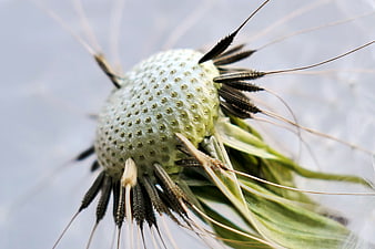 Macro Close-Up of Dandelion Seed Head with Spiky Bracts