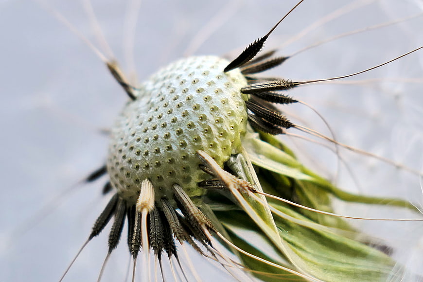 Macro Close-Up of Dandelion Seed Head with Spiky Bracts