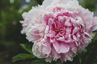 Close-up of a blooming pink peony flower in a garden
