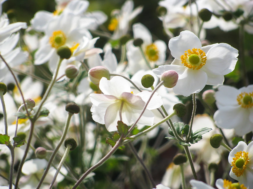 White Anemone Flowers with Yellow Centers in Garden