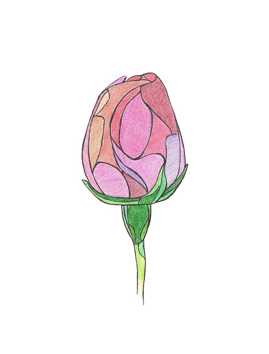 Hand-drawn pink rosebud illustration on white background