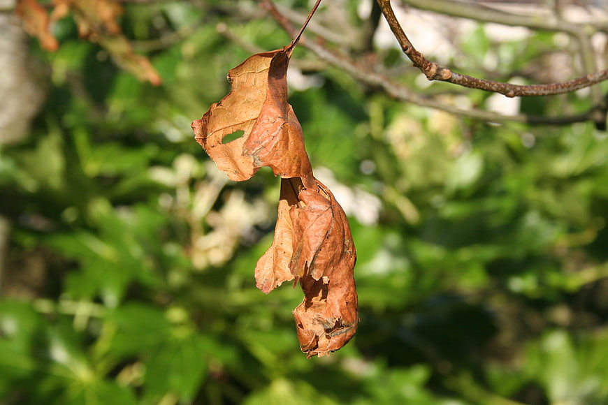 Dried brown leaf hanging on branch against green background