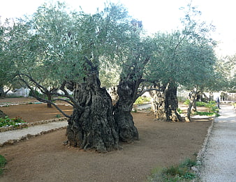 Ancient Olive Trees In Jerusalem Garden