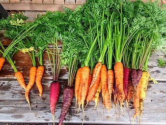 Fresh Harvest of Multi-Colored Carrots on Wooden Table