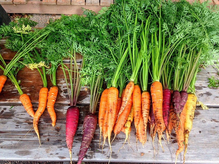 Fresh Harvest of Multi-Colored Carrots on Wooden Table