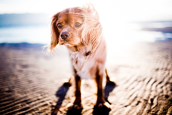Cute brown and white puppy sitting on sandy beach