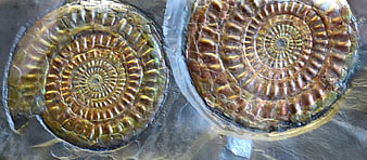 Iridescent Ammonite Fossils with Rainbow Sheen