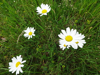 White Daisies Blooming in Green Meadow Grass