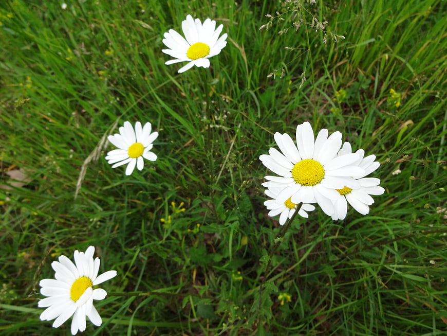 White Daisies Blooming in Green Meadow Grass