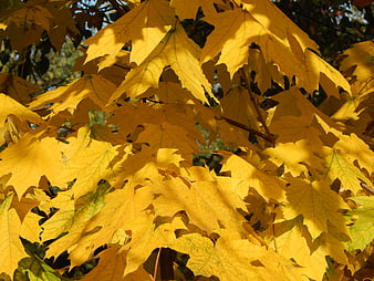 Close-up of vibrant yellow maple leaves in autumn sunlight
