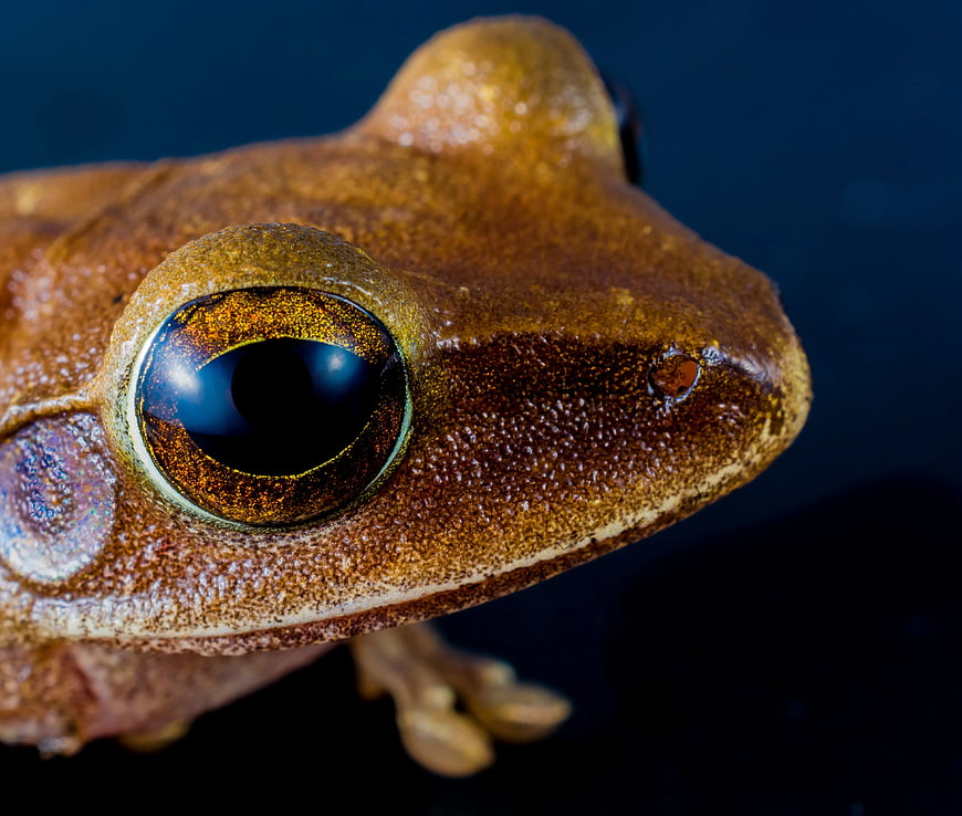 Macro Close-Up of Brown Tree Frog Eye
