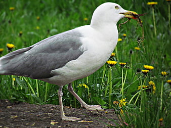 Seagull with Dandelion in Beak on Grassy Field