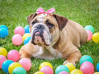 Cute English Bulldog with Pink Bow Surrounded by Colorful Easter Eggs