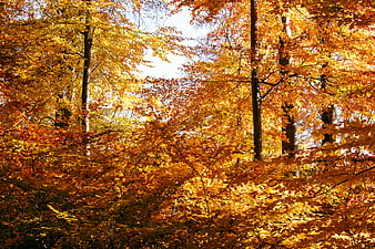 Vibrant Autumn Forest Canopy With Golden Leaves And Sunlight