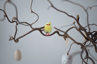 Cute yellow Easter chick on a branch with eggs