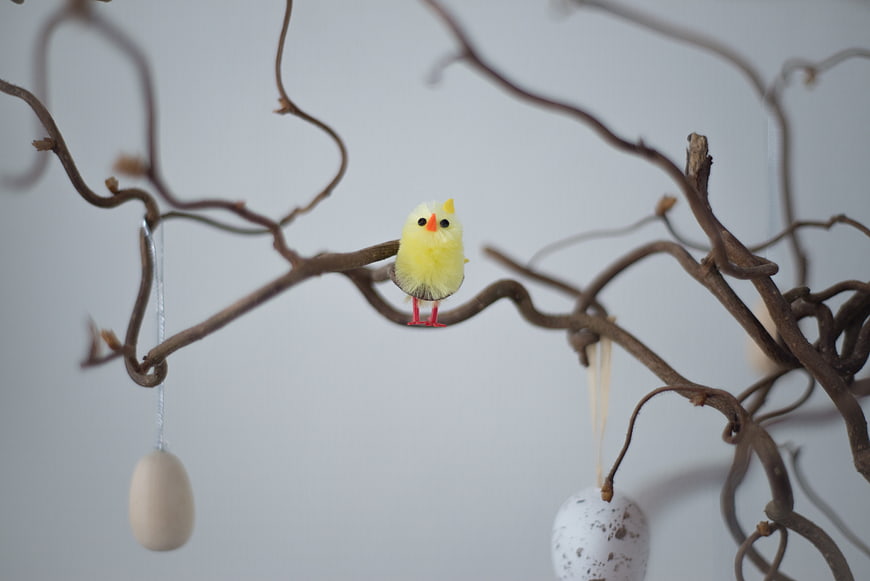 Cute yellow Easter chick on a branch with eggs
