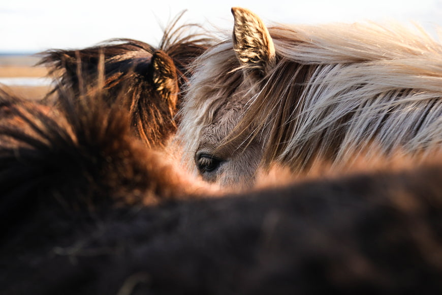 Close-up of Two Horses Nuzzling in Golden Light