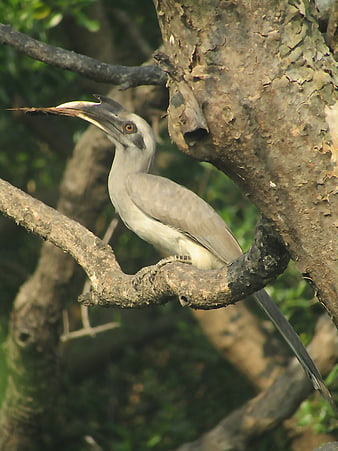 Indian Grey Hornbill Perched on Tree Branch