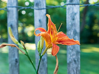 Vibrant Orange Daylily Flower in Front of Wooden Fence