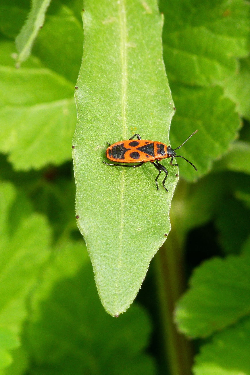 Red and black fire bug on a green leaf