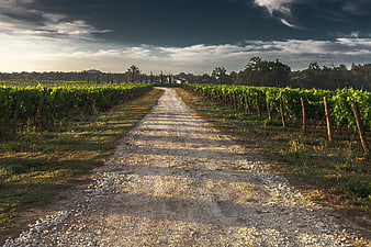 Sunlit Gravel Road Through Vineyard Rows