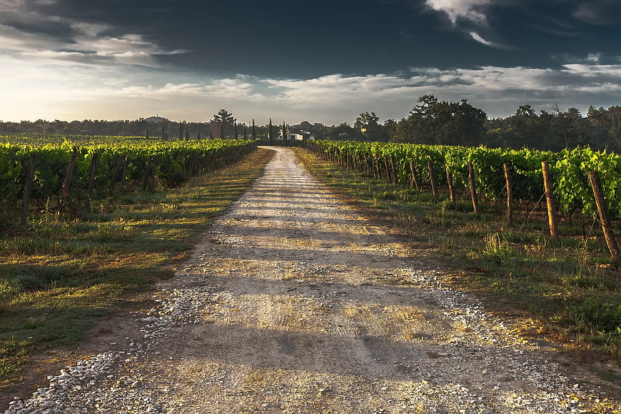 Sunlit Gravel Road Through Vineyard Rows