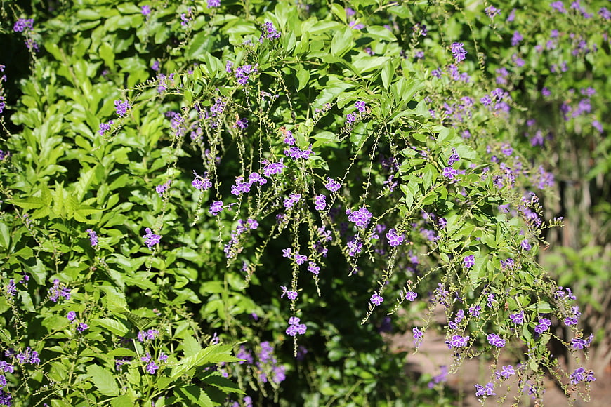 Vibrant Purple Duranta Flowers Hanging on Green Bush