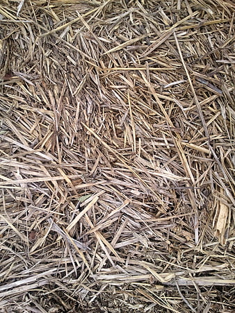 Close-up texture of dried straw and hay mulch