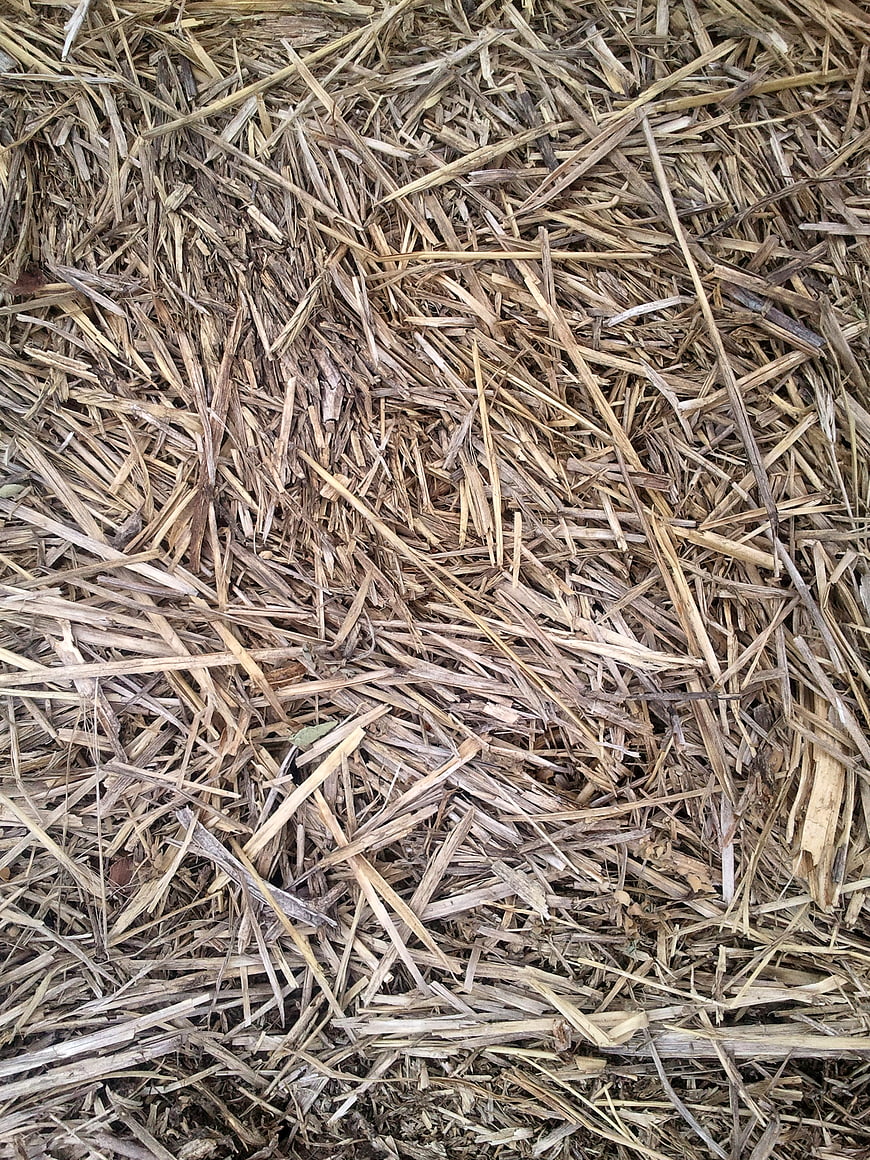 Close-up texture of dried straw and hay mulch