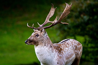 Majestic Fallow Deer Stag with Antlers in Green Meadow