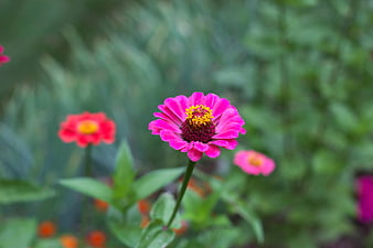 Vibrant Pink Zinnia Flower in Green Garden