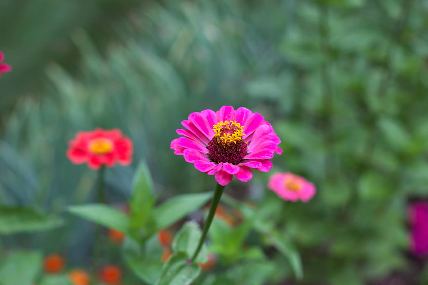 Vibrant Pink Zinnia Flower in Green Garden