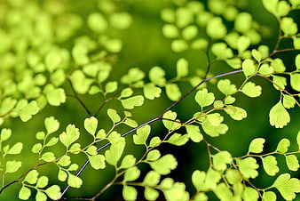 Close-up of vibrant maidenhair fern fronds with soft green bokeh background