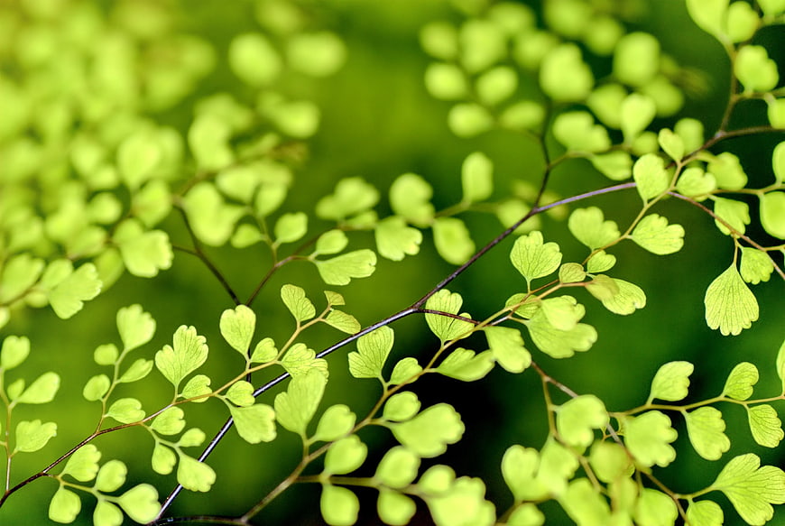 Close-up of vibrant maidenhair fern fronds with soft green bokeh background