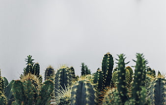 Green Cacti Against White Background