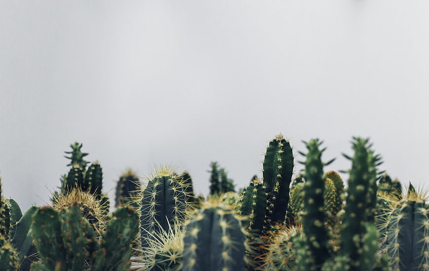 Green Cacti Against White Background