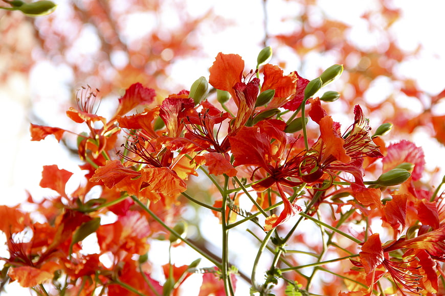 Vibrant Red Royal Poinciana Flowers in Bloom
