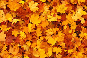 Vibrant Yellow and Orange Autumn Maple Leaves Background