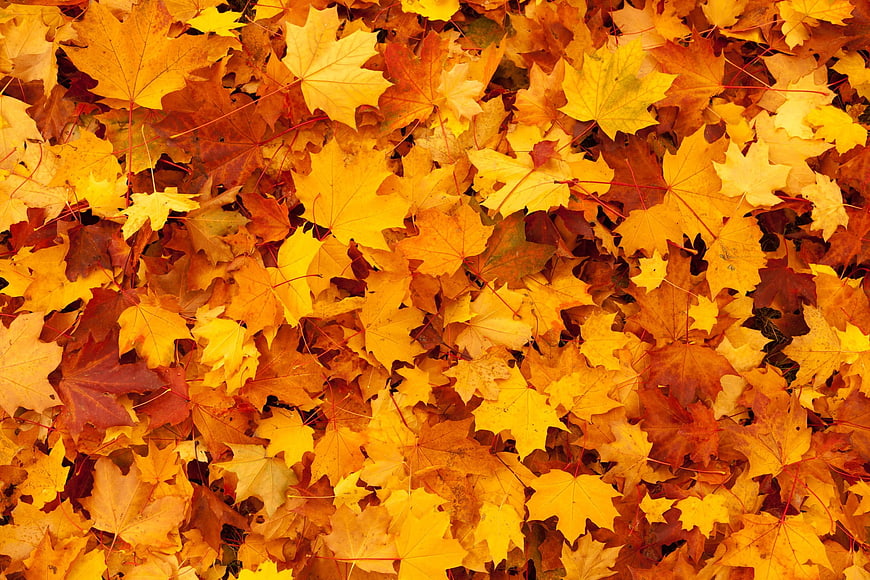 Vibrant Yellow and Orange Autumn Maple Leaves Background