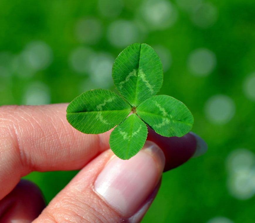Hand holding a four-leaf clover against a green background