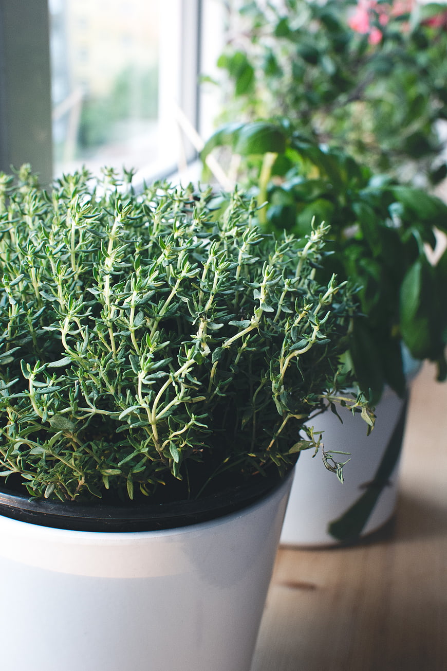 Fresh Thyme Herb Plant in White Pot on Windowsill