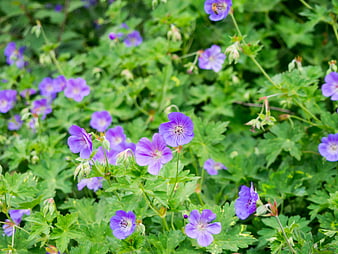 Vibrant Purple Cranesbill Flowers in Lush Green Garden