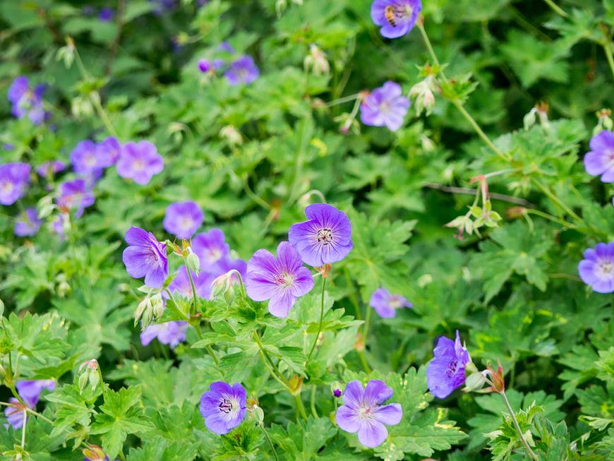 Vibrant Purple Cranesbill Flowers in Lush Green Garden